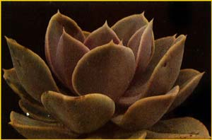   'Perle von Nurnberg' ( cheveria 'Perle von Nurnberg' gibbiflora var. metallica x potosina )
