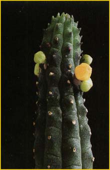      (Echidnopsis cereiformis)