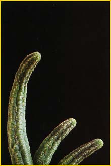  ( Echidnopsis dammaniana )