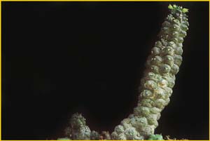   ( Echidnopsis scutellata )