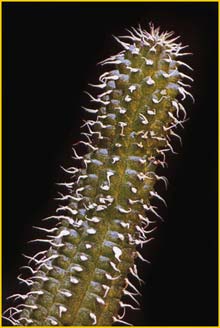   .  ( Echidnopsis scutellata ssp. planiflora )