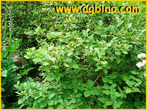   ( Viburnum alnifolium )