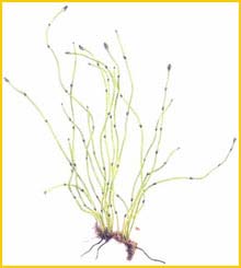   ( quisetum scirpoides ),     