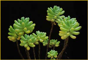     ( Sedum pachyphyllum )