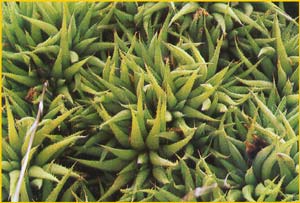   .  ( Haworthia angustifolia var. liliputana )