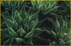   ( Haworthia herbacea )