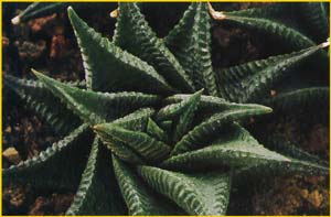   ( Haworthia limifolia )