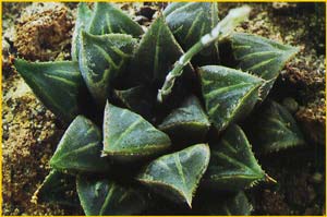  ( Haworthia mirabilis ssp. mundula )