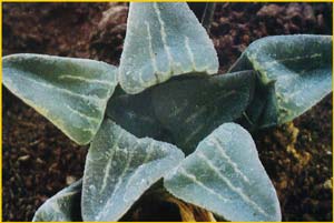   ( Haworthia pygmaea )