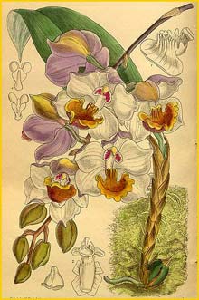   ( Acacallis / Aganisia cyanea ) Curtis's Botanical Magazine 1916