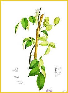   ( Aganope  / Millettia thyrsiflora ) Flora de Filipinas 1880-1883 by Francisco Manuel Blanco