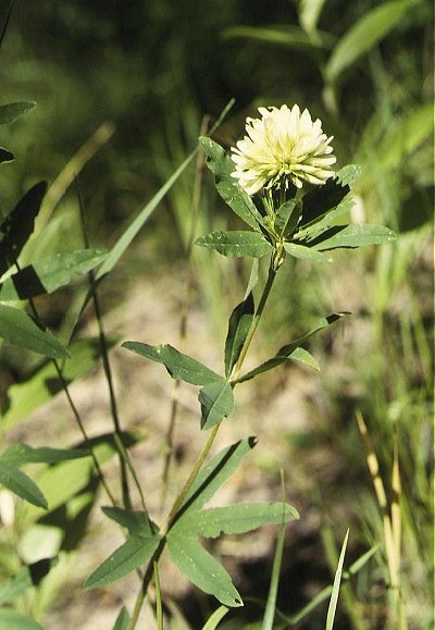   ( Trifolium lupinaster )