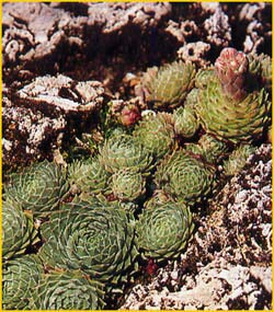   .   ( Sempervivum heuffelii reginae-amaliae ) 