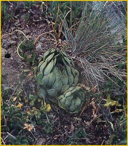   .  ( Sempervivum montanum ssp. burnatii )