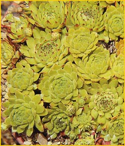   .  ( Sempervivum montanum ssp. montanum )