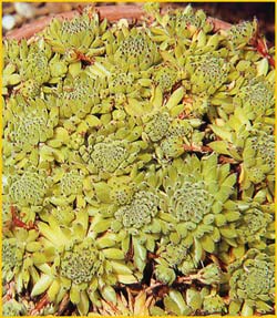  .  ( Sempervivum montanum ssp. stiriacum )