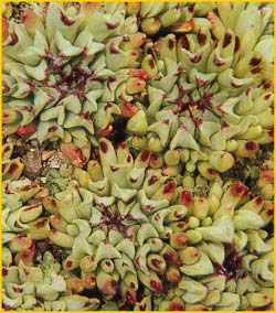   .   ( Sempervivum tectorum ssp. calcareum monstrosum )