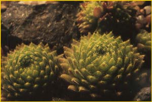   ( Sempervivum thompsonianum )