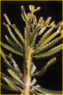   ( Euphorbia acrurensis )