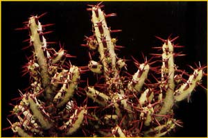   ( Euphorbia aeruginosa )