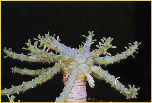   ( Euphorbia albopollinifera )