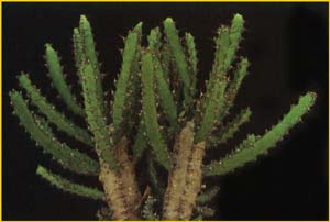   ( Euphorbia alcicornis )