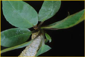   ( Euphorbia alfredii )