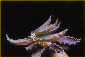   ( Euphorbia ambovombensis )