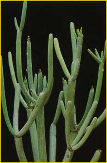    ( Euphorbia aphylla )