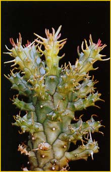   ( Euphorbia arida )