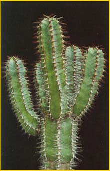    ( Euphorbia avasmontana )