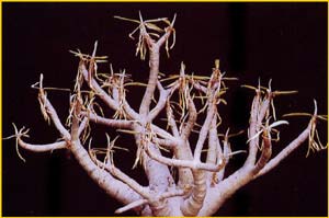   ( Euphorbia balsamifera )