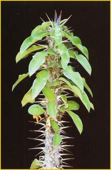   ( Euphorbia beharensis )