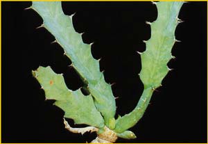   ( Euphorbia brevitorta )