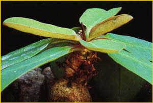   ( Euphorbia brunellii )