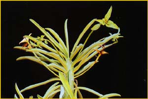   ( Euphorbia bubalin )
