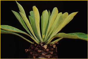   ( Euphorbia bupleurifolia )