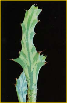   ( Euphorbia buruana )