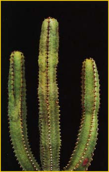     ( Euphorbia canariensis )