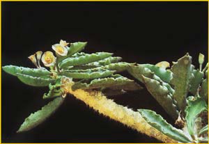   - ( Euphorbia cap-saintemariensis )