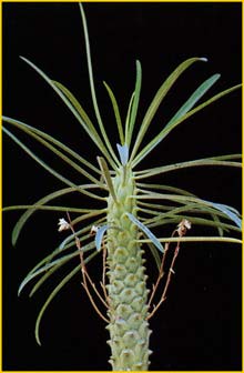   ( Euphorbia clava )