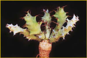   ( Euphorbia clavigera )