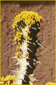     ( Euphorbia coerulescens / virosa var. coerulescens )