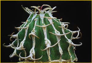   ( Euphorbia columnaris )