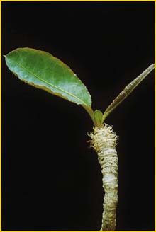   ( Euphorbia cremersii )