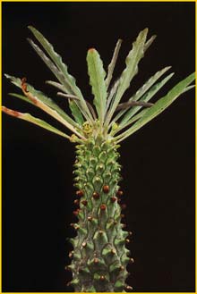   ( Euphorbia cylindrica )