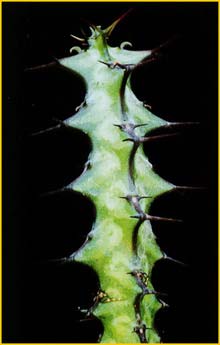  ( Euphorbia dauana )
