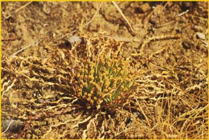   ( Euphorbia decidua )