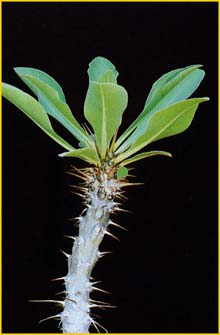   ( Euphorbia didieroides )