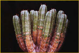   ( Euphorbia echinus )